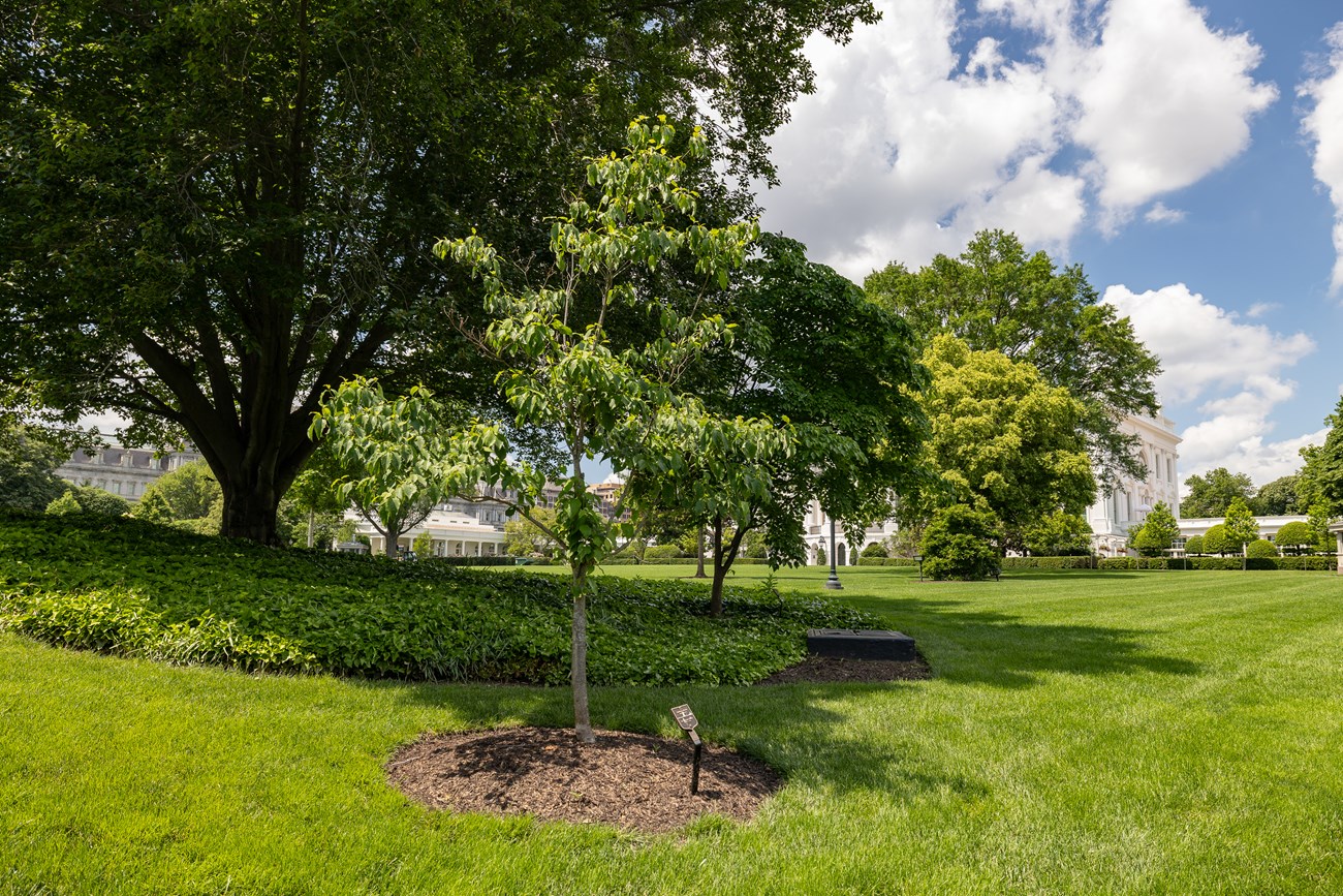 A small dogwood tree stands apart from a bed of low green plants and trees.