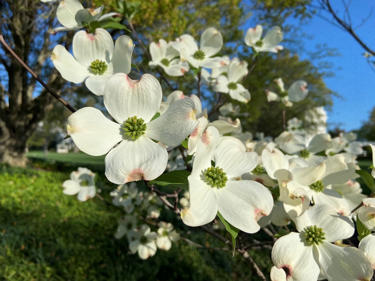 Large white dogwood petals in detail.