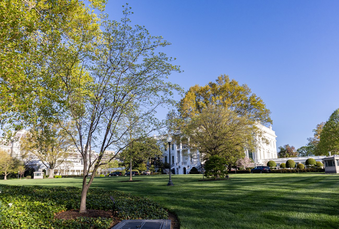 A flowering dogwood tree on the White House grounds