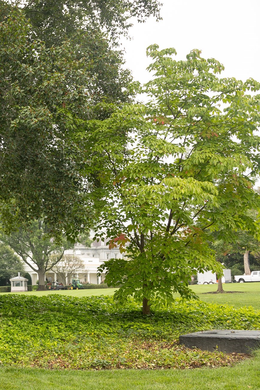 A medium sized tree in the shade of a larger tree on the White House grounds