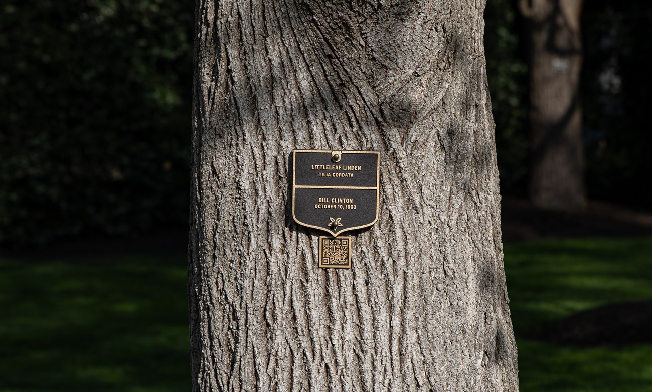 A plaque on a tree