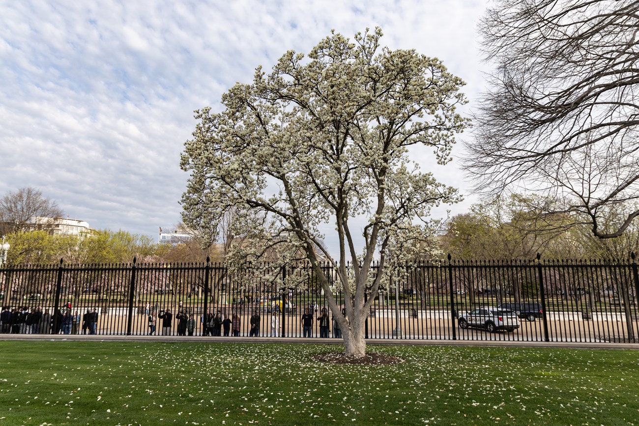 A large flowering tree at the edge of the White House fence