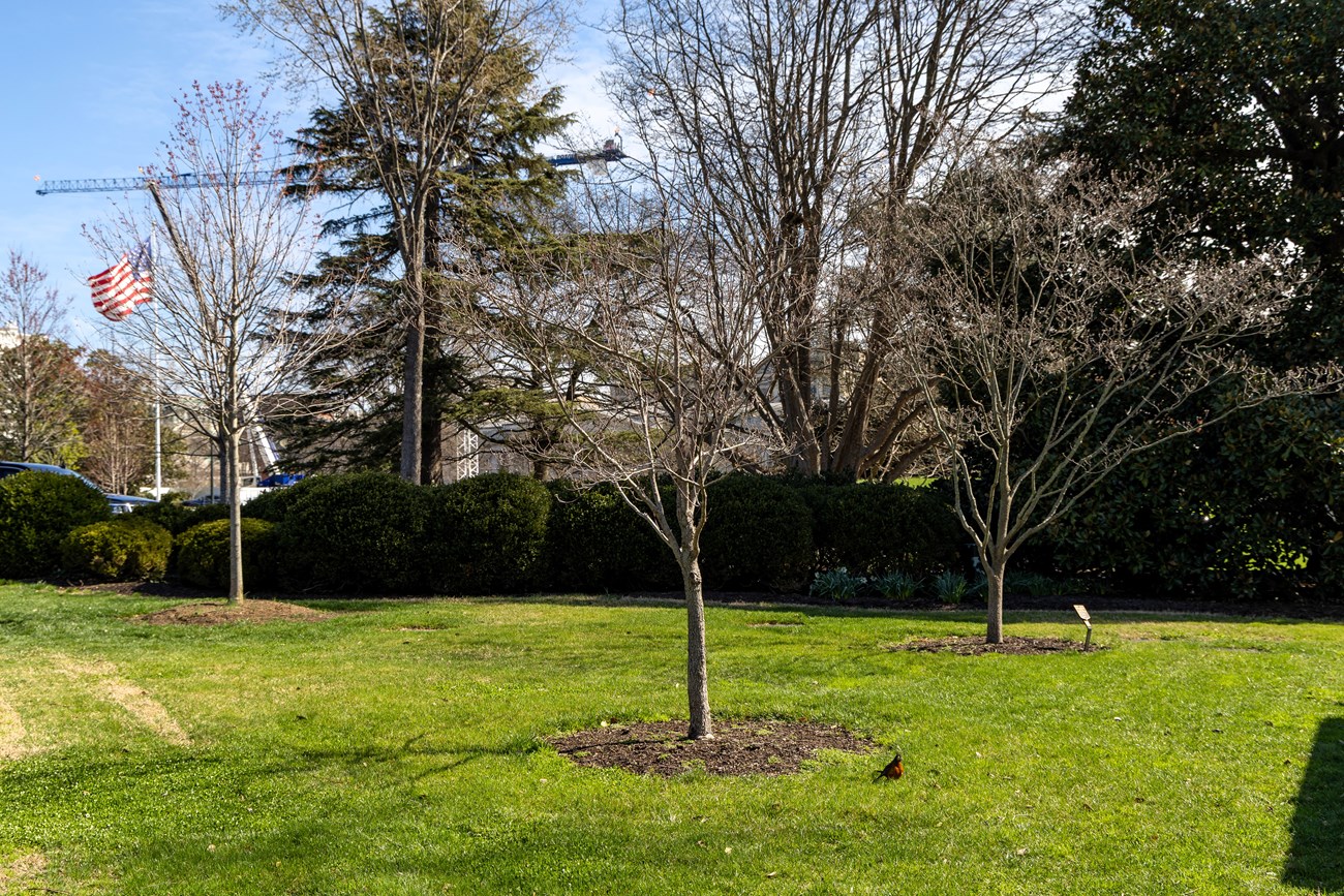 Three small dogwood trees next to each other with the White House in the distance.