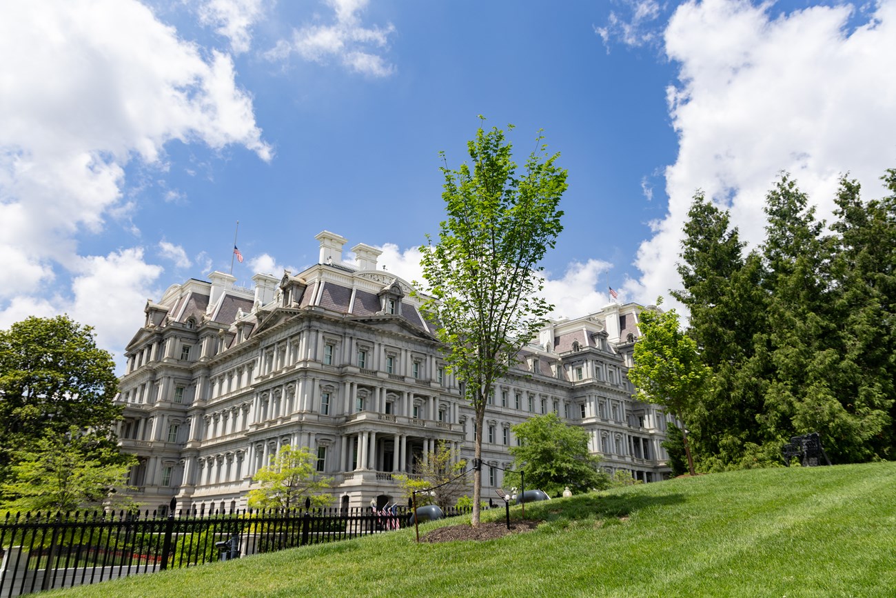 A small elm tree stands on a hillside in front of the Eisenhower Executive Office Building