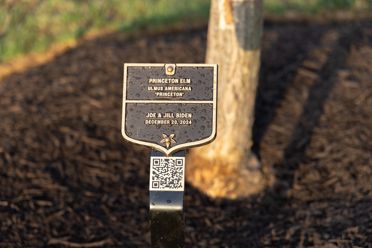 A small plaque in the shape of a shield labels the Joe and Jill Biden Princeton elm.