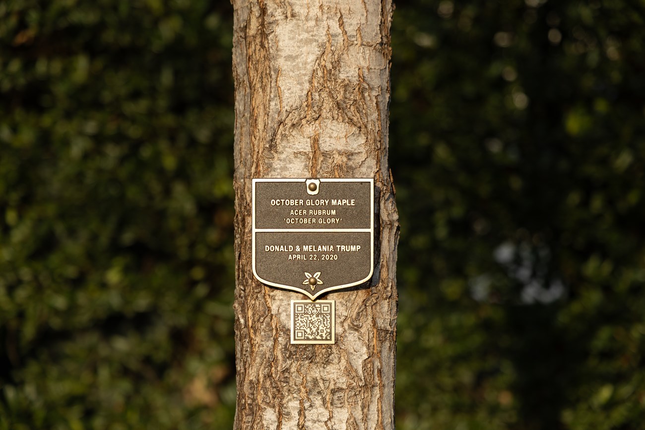 A bronze plaque labels the Trump Morning Glory Maple.