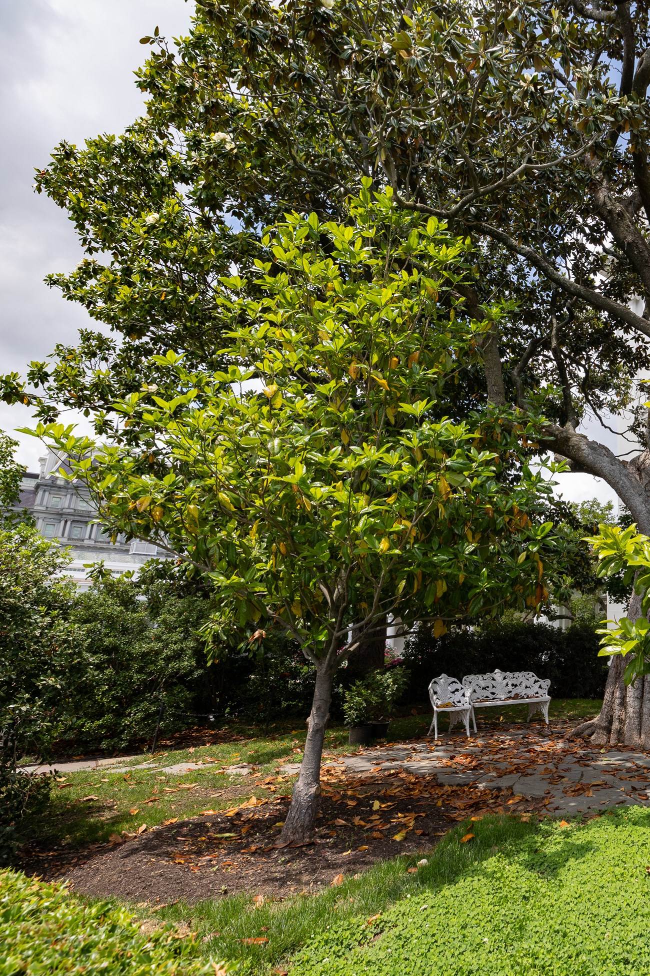 A small southern magnolia on the south side of the White House.