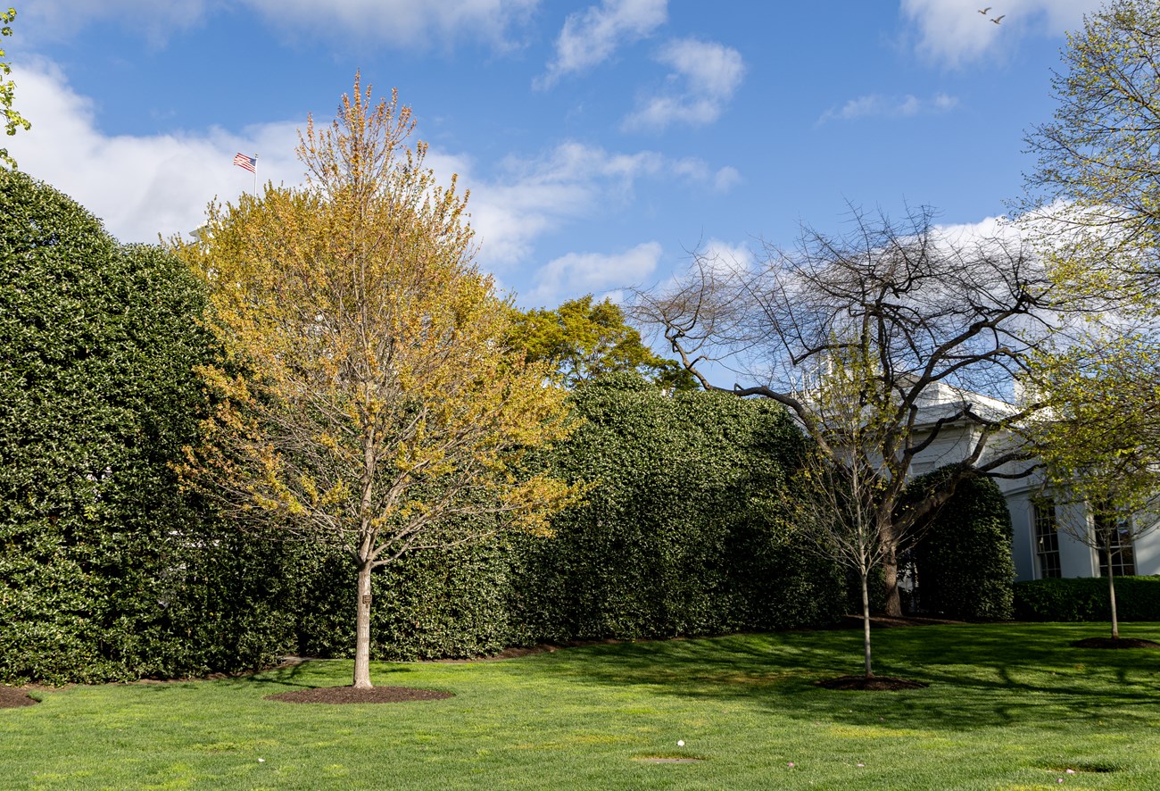 A maple tree in spring with flowers on it giving it a yellowish hue.