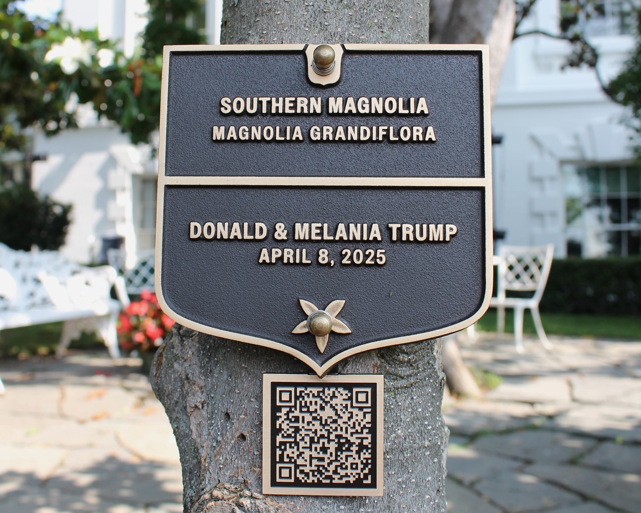 Southern magnolia commemorative tree plaque.