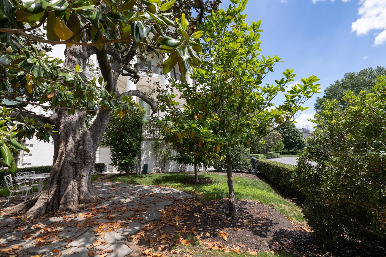A small magnolia tree next to a large Magnolia tree and the White House