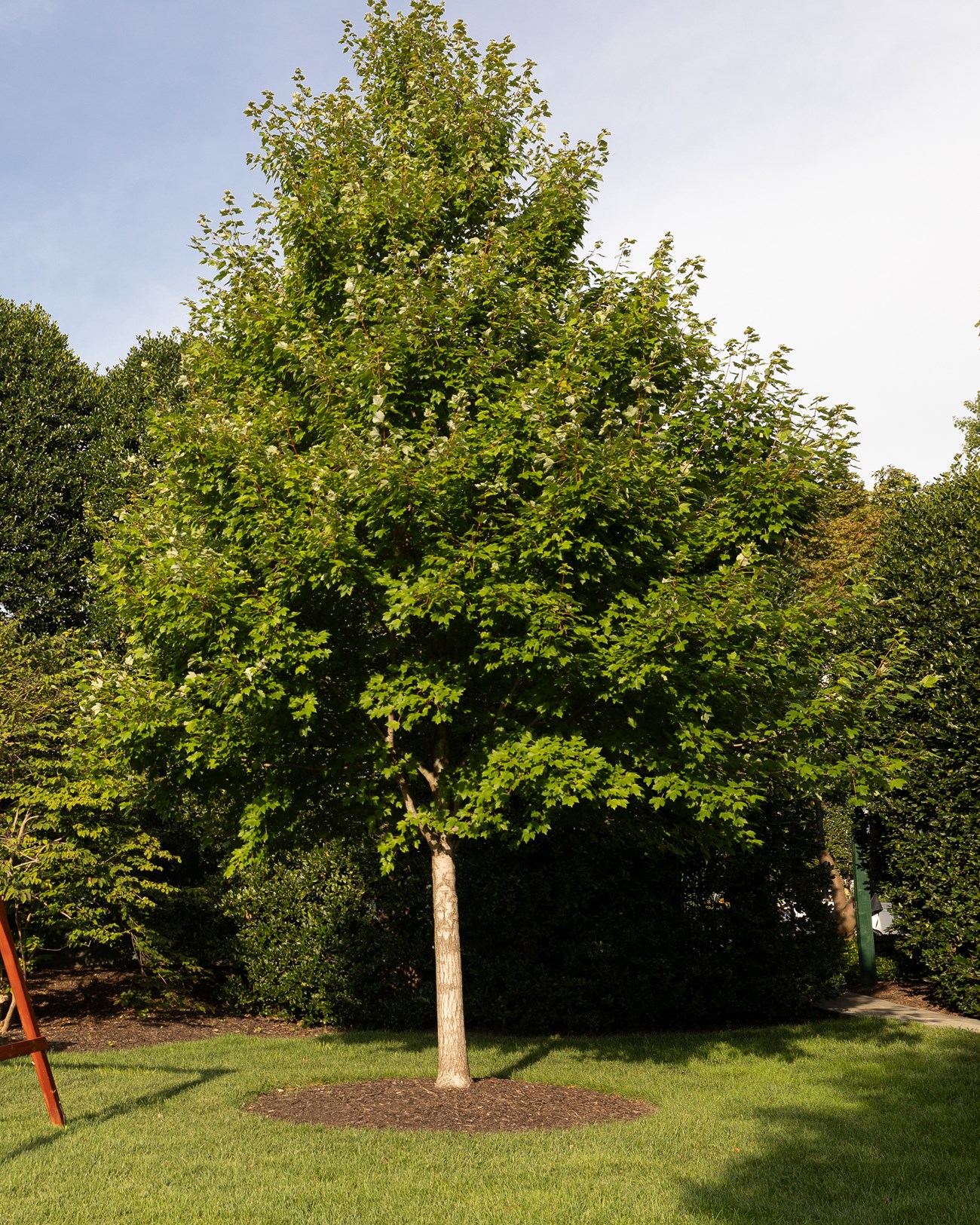 A maple tree in front of a hedge.
