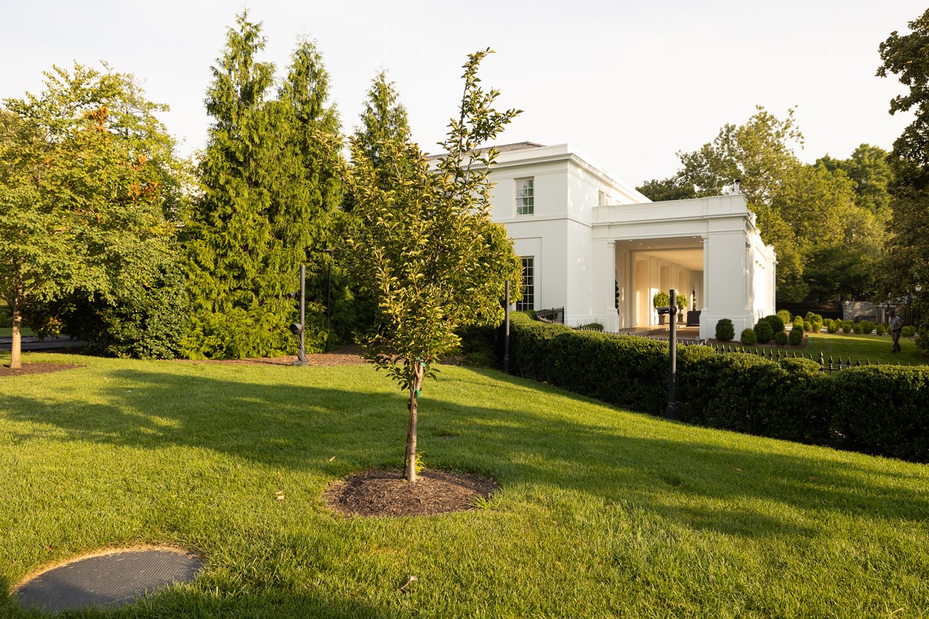 A small cherry tree by the East Wing.