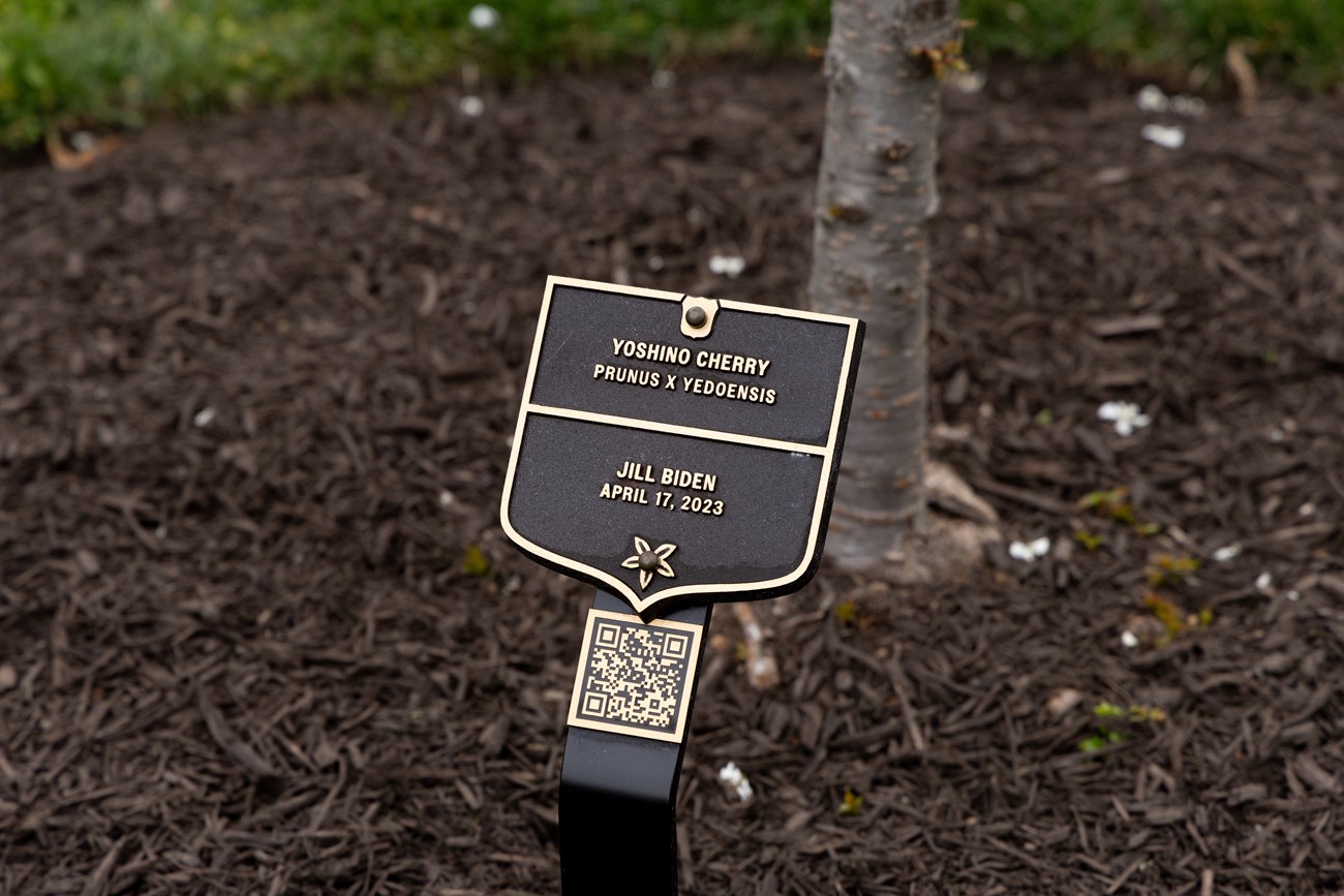 A bronze commemorative plaque for the Biden cherry tree.