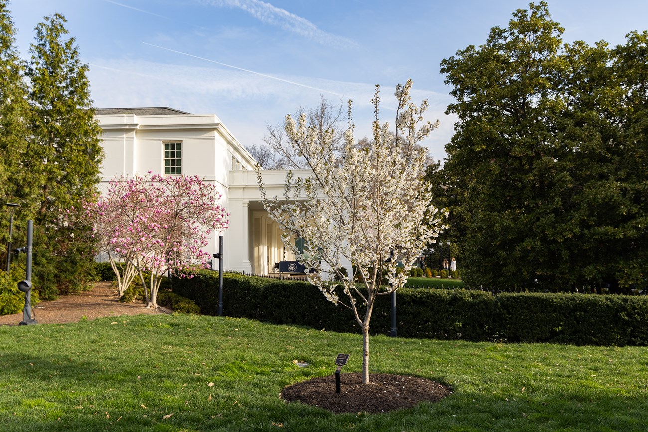 A flowering cherry tree by the East Wing.