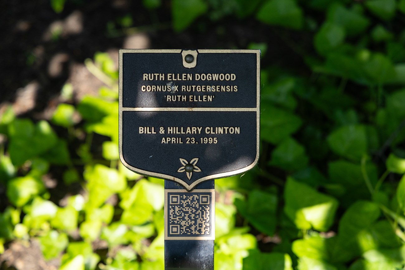 Commemorative plaque for Ruth Ellen Dogwood planted by Bill and Hillary Clinton in 1995.