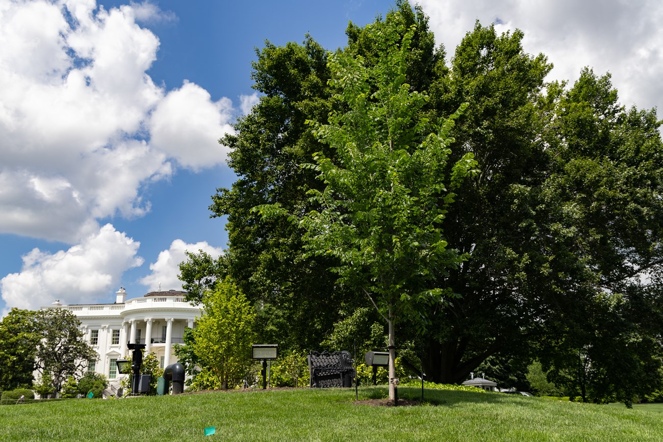 A green tree stands on a small hill in front of the White House