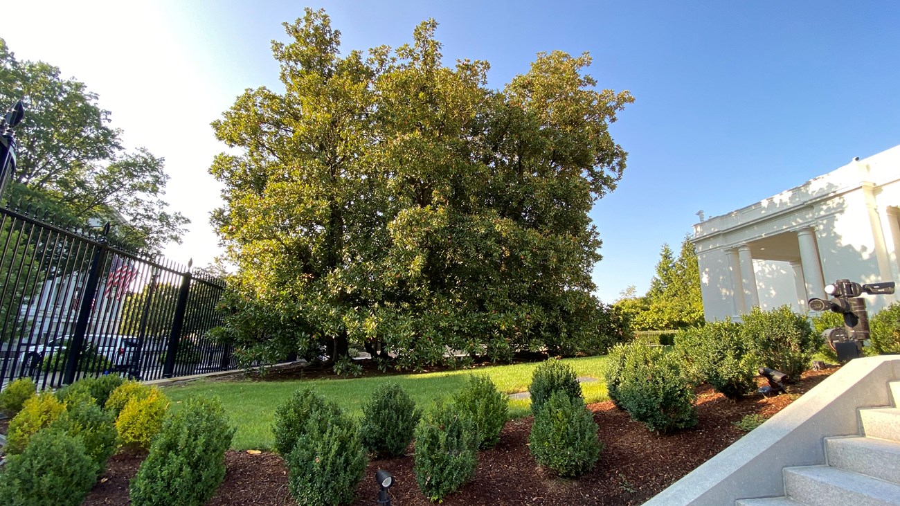 A large, round magnolia tree glows brilliantly green against a blue sky by the east wing entrance.