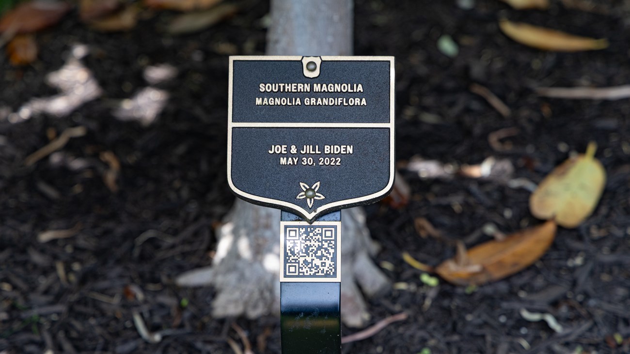 A placard indicates the southern magnolia planted by Joe and Jill Biden.