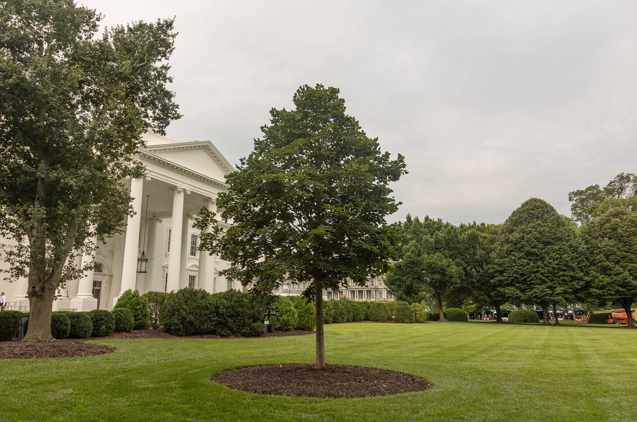 A smallish linden tree in front of the White House.