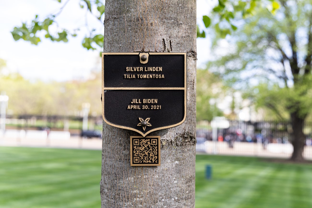 Bronze plaque denotes Silver Linden planted by Jill Biden in 2021