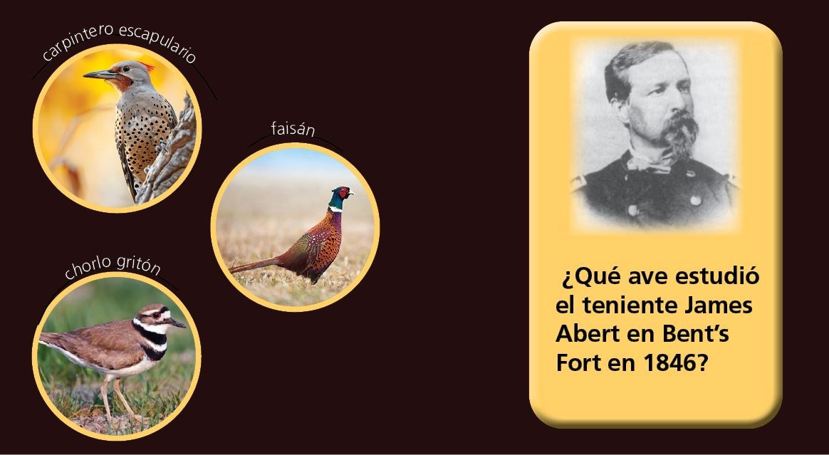 Tres marcos circulares con un parpadeo del norte, un faisán y un chorlito chorlito a la izquierda y un cuadro de texto con un chorlito chorlito flotando sobre una marca de verificación verde a la derecha.