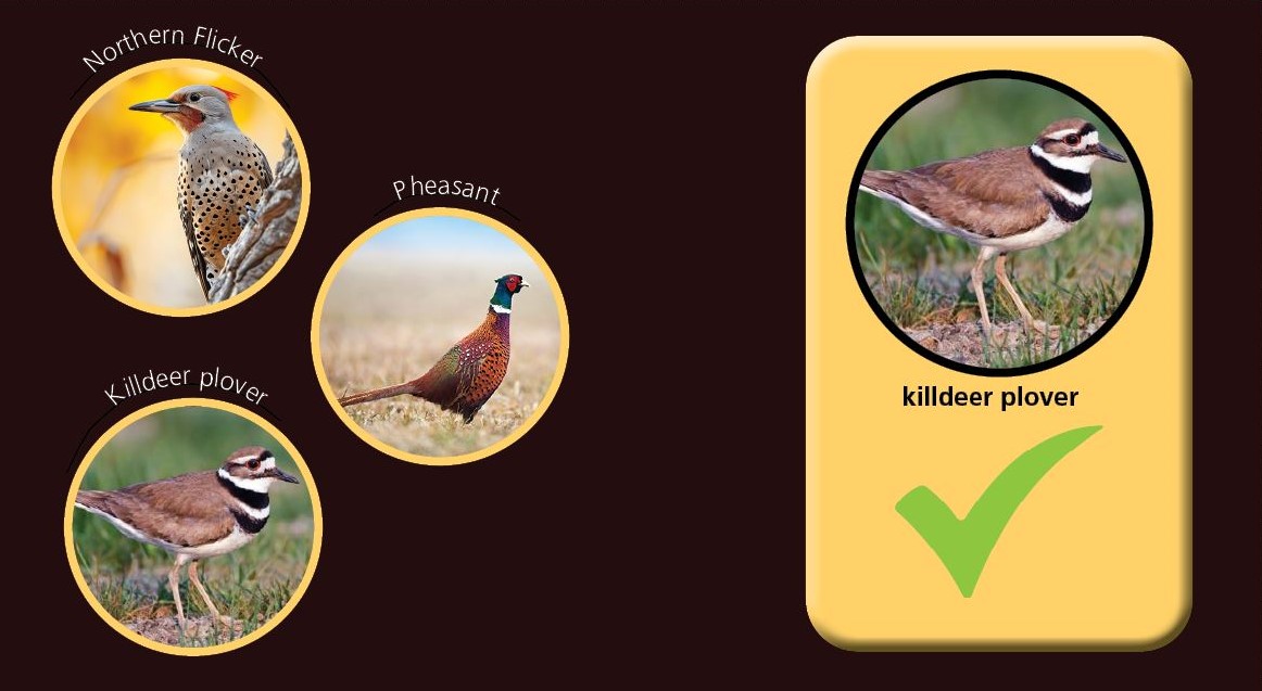 3 circular frames with a northern flicker, a pheasant, and a killdeer plover on the left and a text box with the killdeer plover floating over a green checkmark on the right.