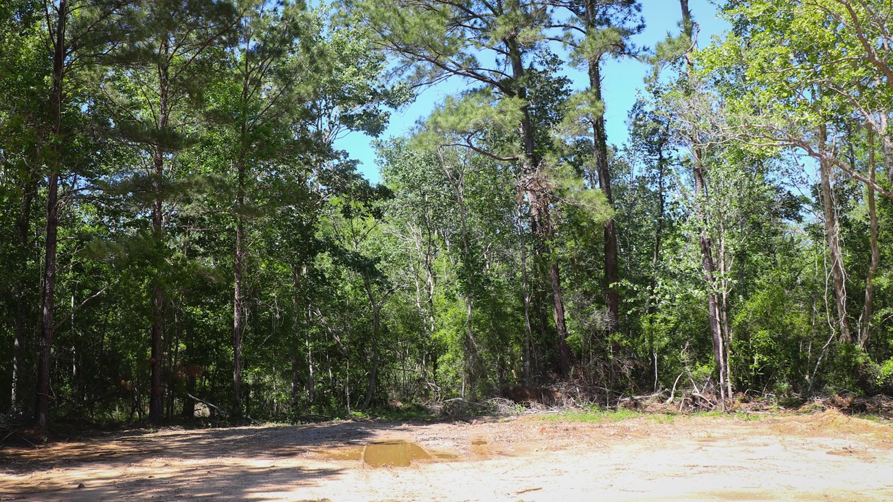 a chainlink fence in front on abandoned oil pumping equipment in an overgrown field on the edge of a forest.