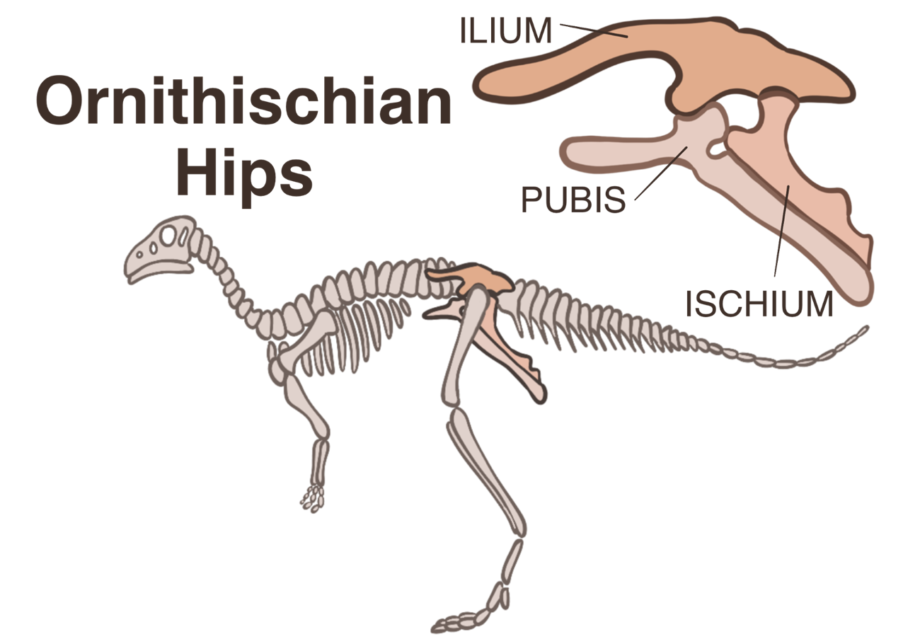 A drawing that shows the lizard-like hip structure of saurischian dinosaurs, with the pubis bone pointing forward and down. Text says "Saurischian Hips" with ilium, ischium, and pubis bones labeled.