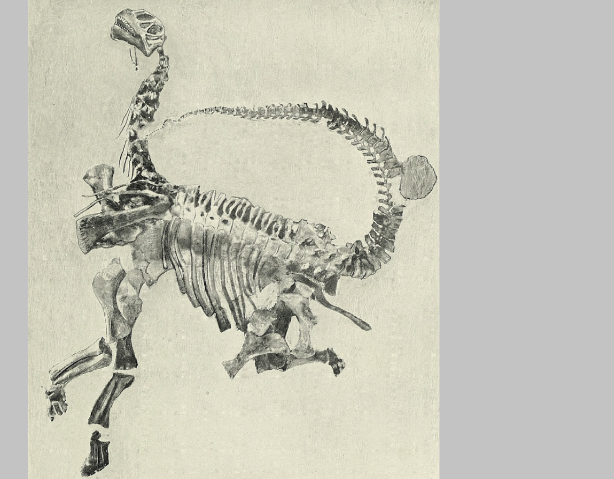 An old black and white photograph of the juvenile Camarasaurus lentus skeleton before repositioning. Its tail curves over the back, the corocoid is by the tail, and the back legs are bunched up underneath the body.