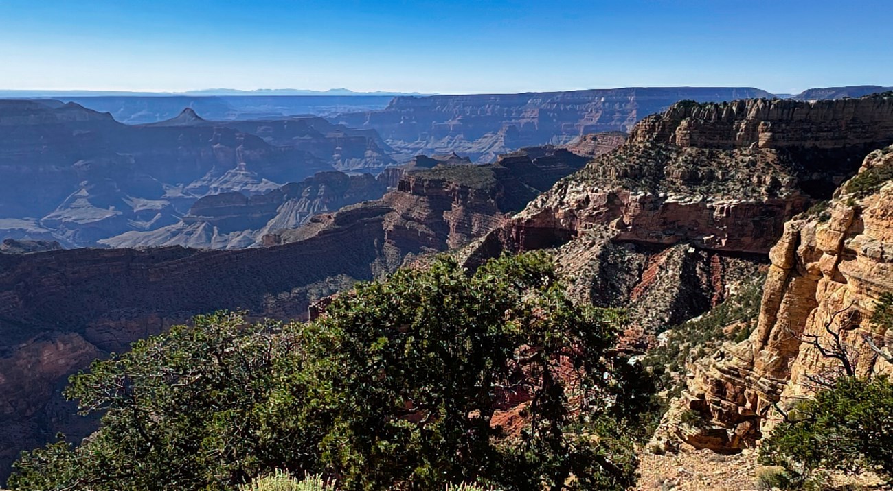 Painting of canyon with trees in foreground