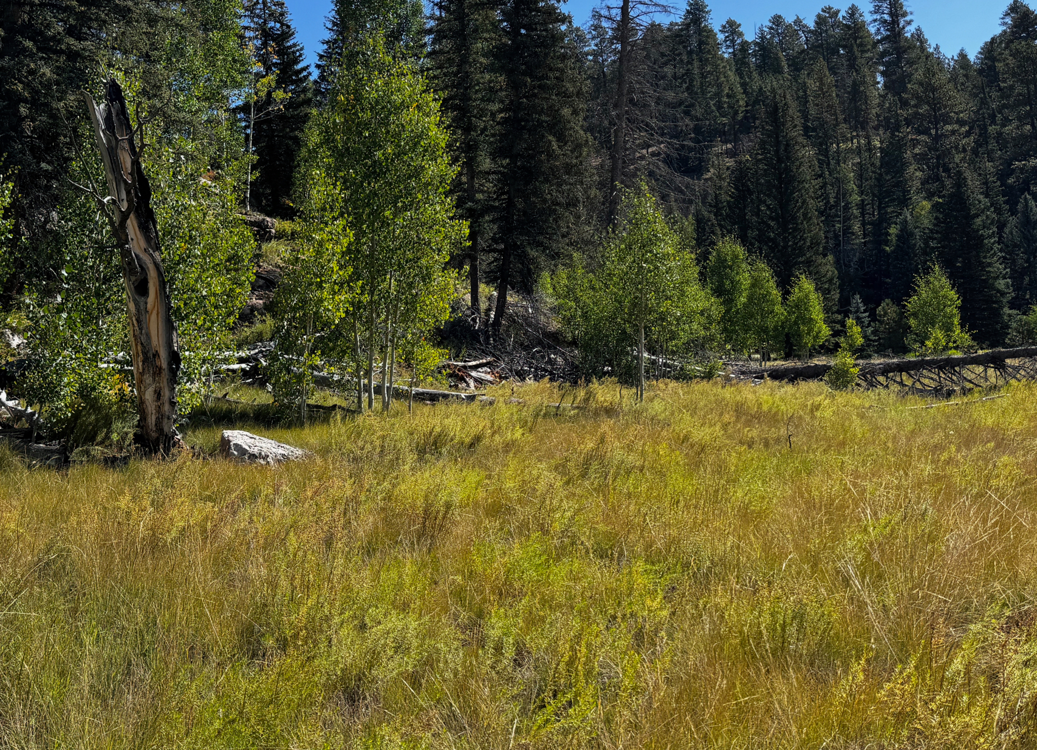 A group of men, a dog, and a burro in front of a cabin.