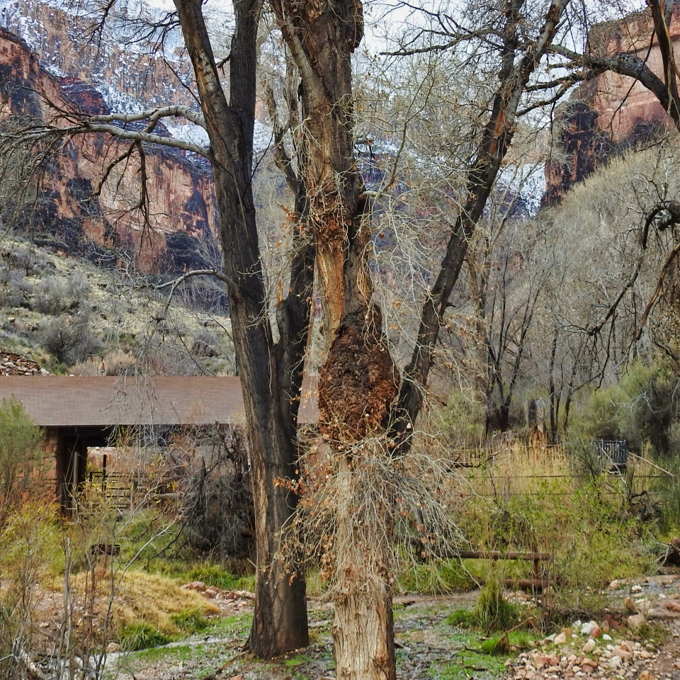 Cabins and a garden with cliffs in background