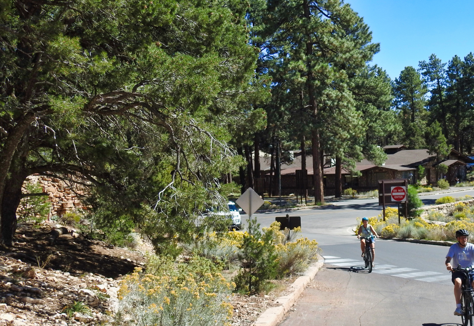 Line of old cars on road, building and trees in background