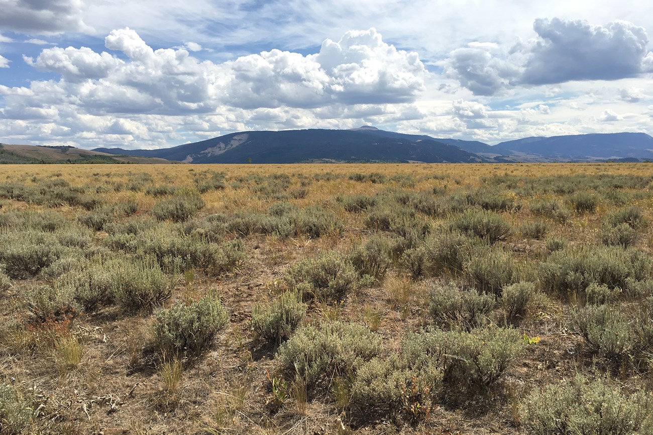 A field sparsely vegetated with short grasses and weeds. The sign on a pole describes the details of the site and the date the picture was taken: August 11th, 2010.