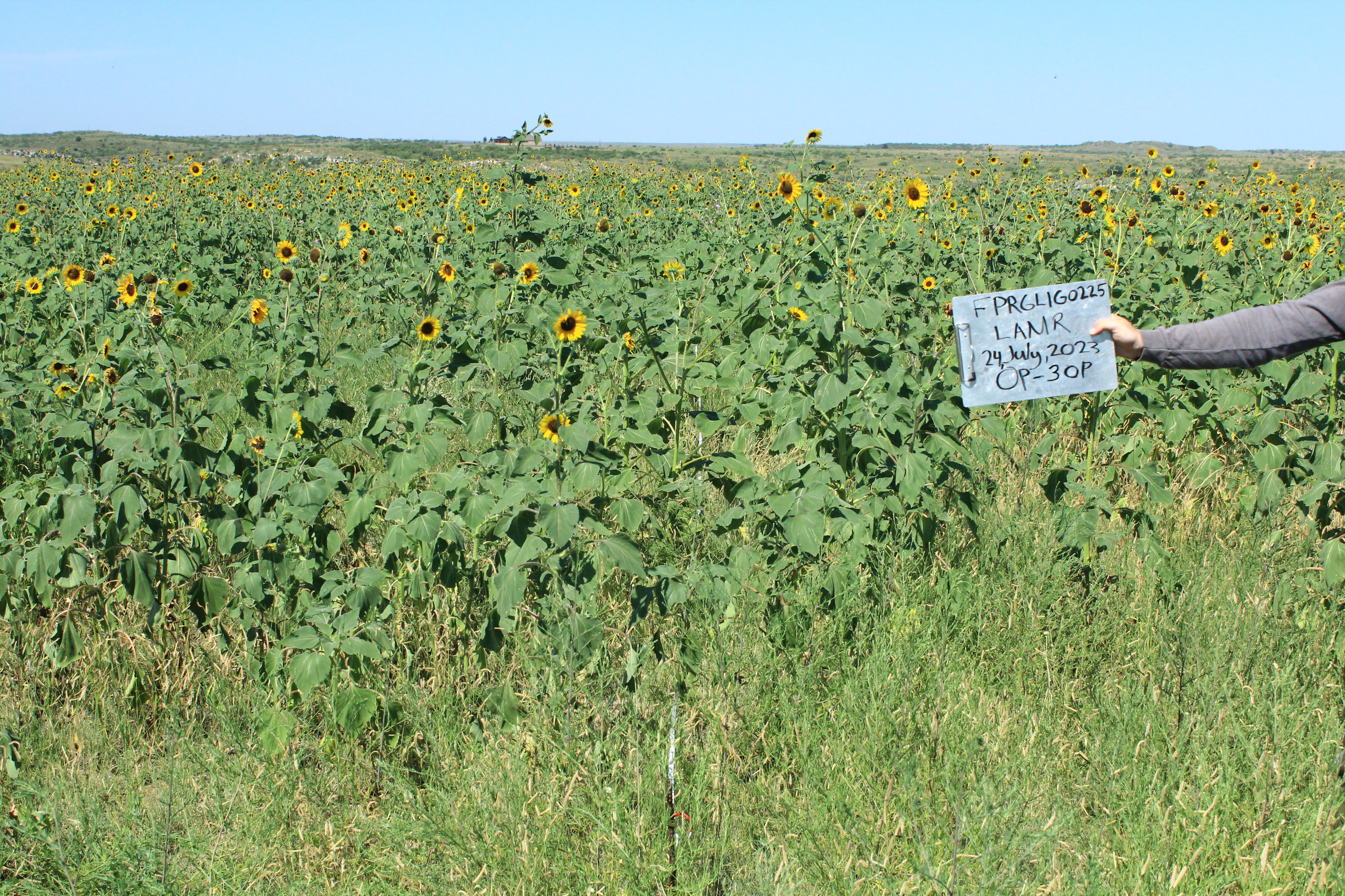 Photo of plot 225 with dead grass and green yucca plants. Fire effects monitor holds a white sign on the right side of the photo with "FRPGL1G0225/ LAMR/ 26 Sept. 22/ 0P-50P" written on the sign.