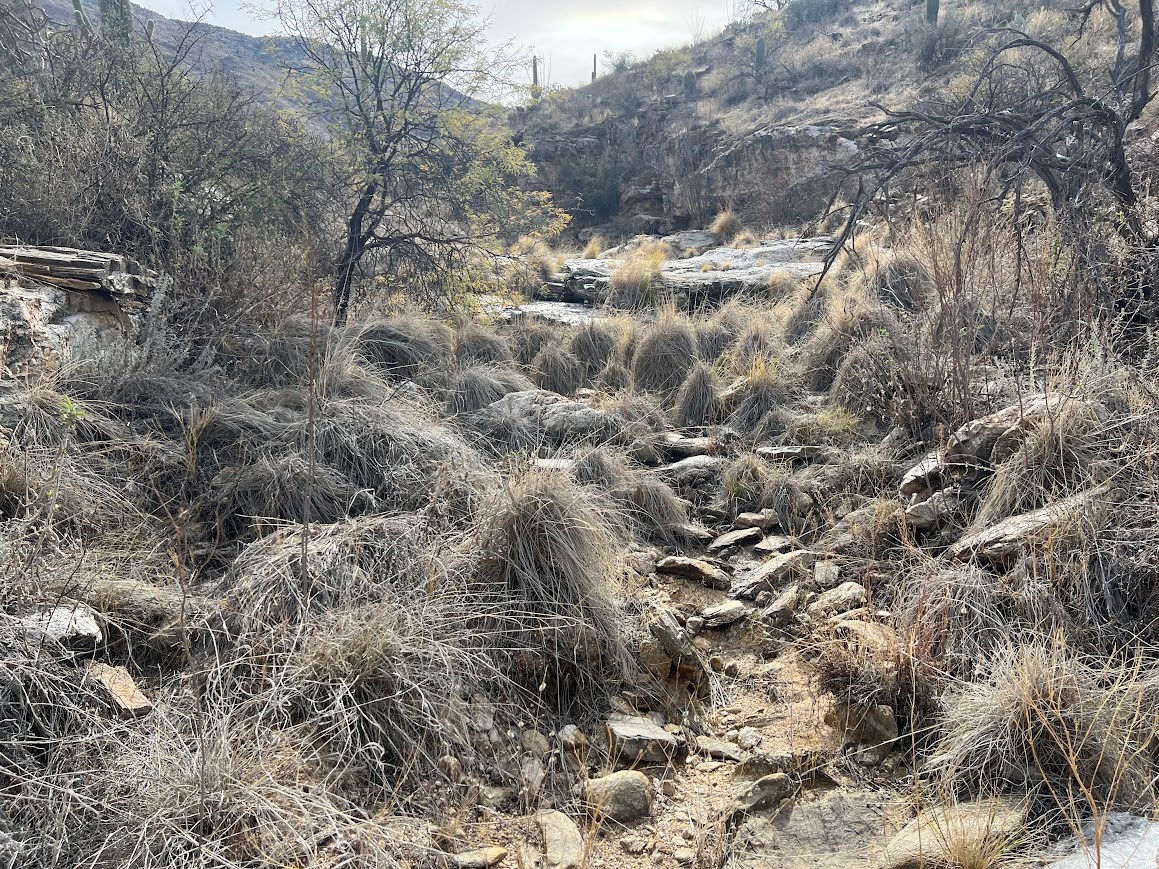 The viewer is looking up a dry desert stream with and boulders in the foreground, mesquite trees on either side, and a hill with saguaros in the background. The stream is full of dark mounds of invasive fountain grass.