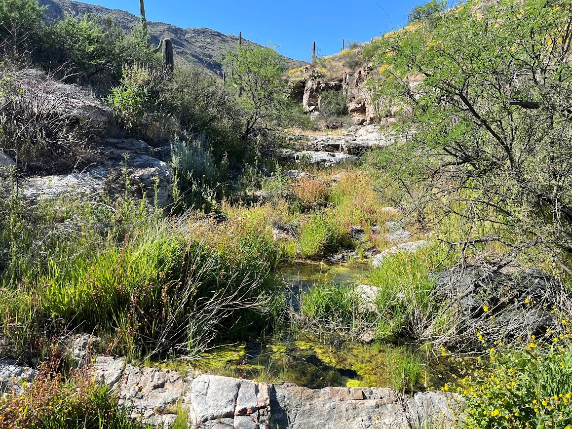 The viewer is looking up a dry desert stream with and boulders in the foreground, mesquite trees on either side, and a hill with saguaros in the background. The stream is full of dark mounds of invasive fountain grass.