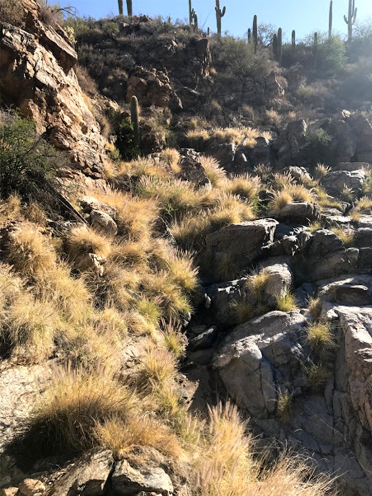 In the first photo we are looking up a steep canyon with cliffs on the sides and a row of saguaros along the top of the photo in the background. The stream is choked by yellow mounds of a single species, invasive fountain grass.