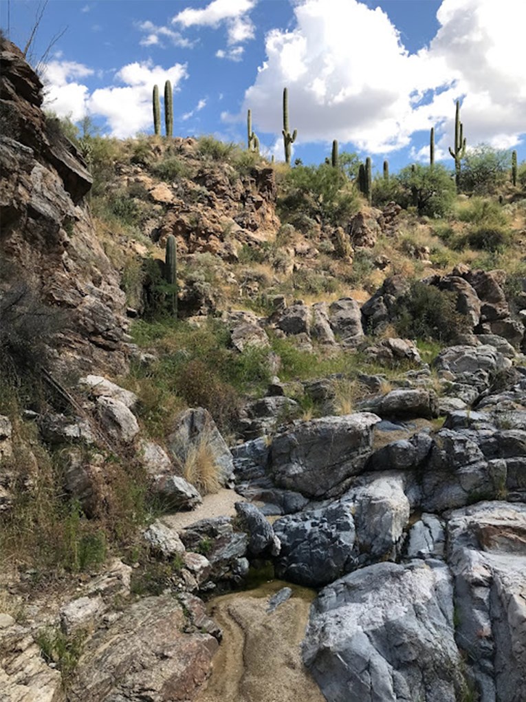 In the first photo we are looking up a steep canyon with cliffs on the sides and a row of saguaros along the top of the photo in the background. The stream is choked by yellow mounds of a single species, invasive fountain grass.