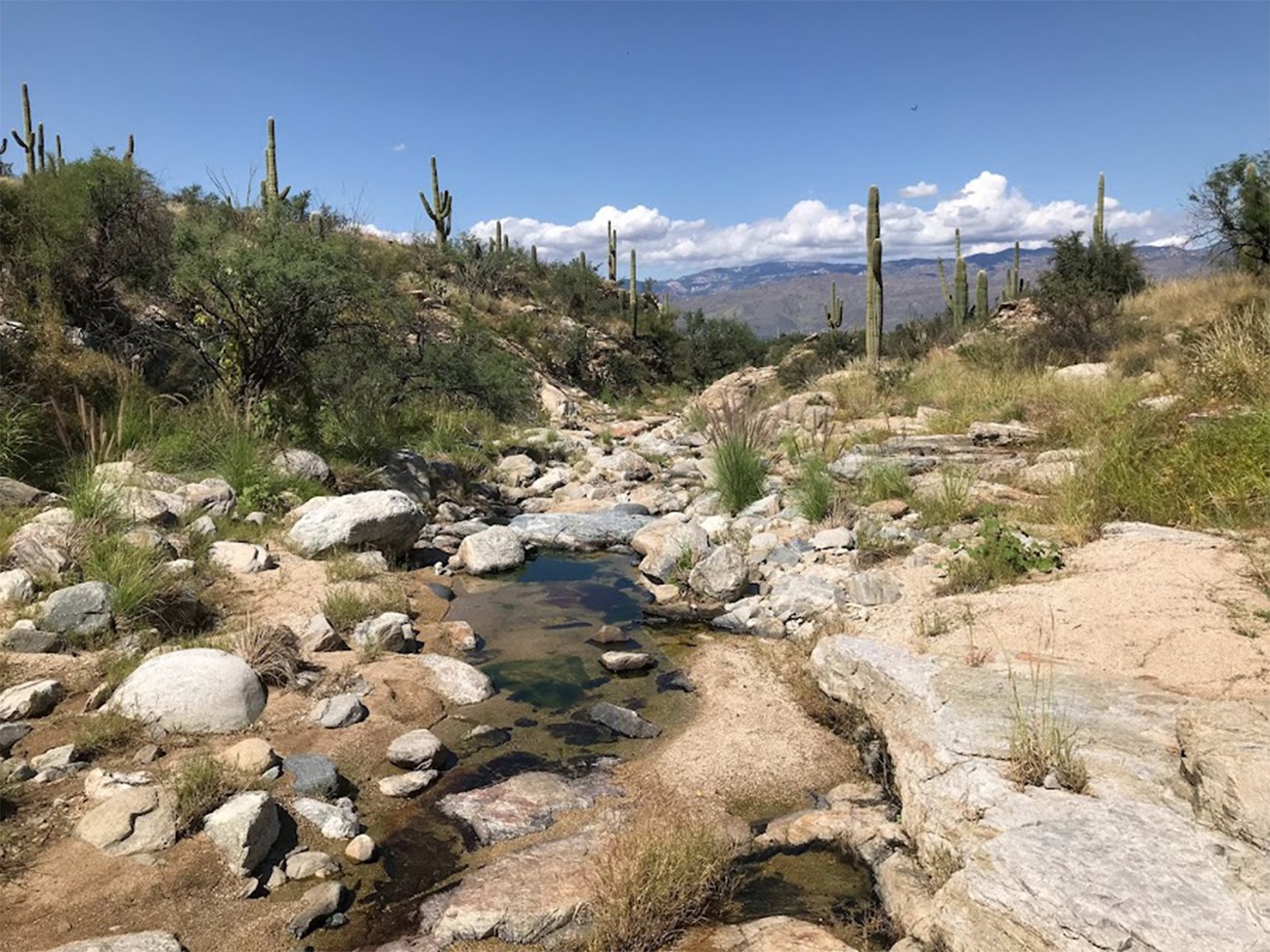 The first photo shows a beautiful desert stream with water that flows over sand and smooth boulders, but also clumps of green fountain grass, an invasive plant. Saguaros line the shoreline, and there are distant mountains and clouds on the horizon.