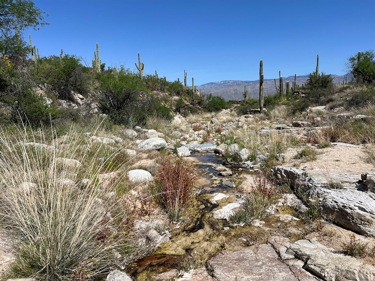 The first photo shows a beautiful desert stream with water that flows over sand and smooth boulders, but also clumps of green fountain grass, an invasive plant. Saguaros line the shoreline, and there are distant mountains and clouds on the horizon.