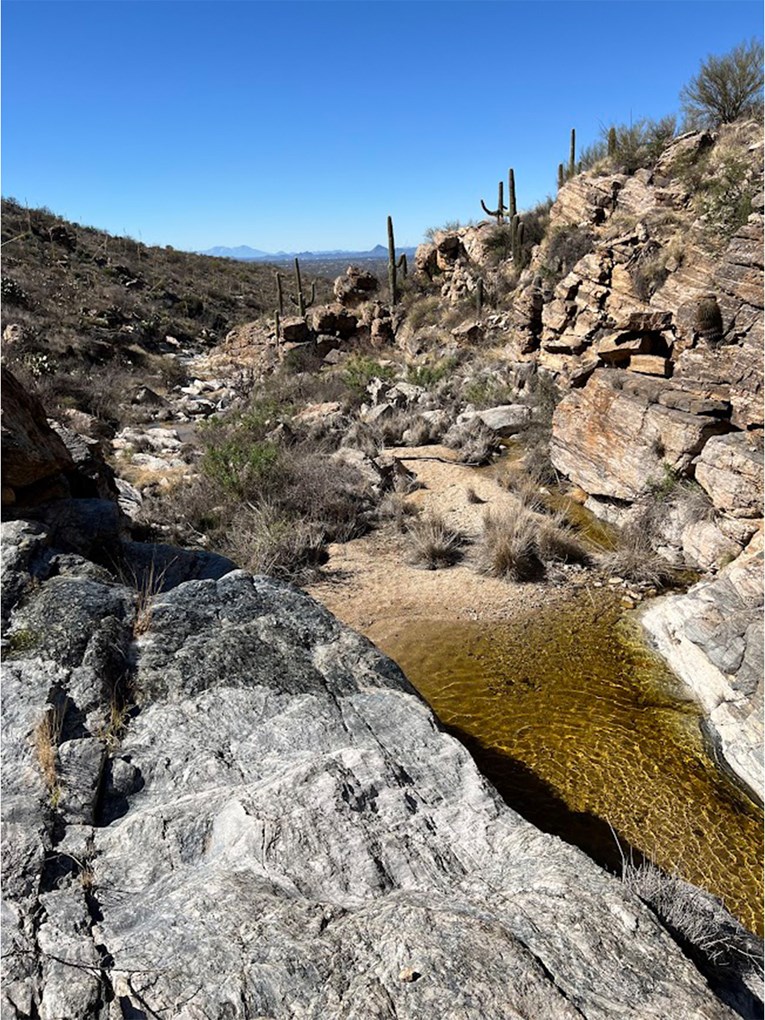 Looking downstream in a canyon with saguaros standing proud among steep rocks on the right side. In the left foreground, a young person with a red backpack kneels on a long slab of bedrock, writing in a notebook. No water in stream but lots of grasses.