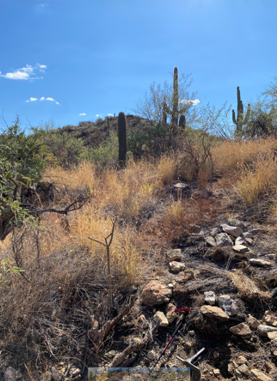 Vertical image showing a sloping hillside full of desert vegetation. In between the native cacti and brush is dense yellow buffelgrass (an invasive species).