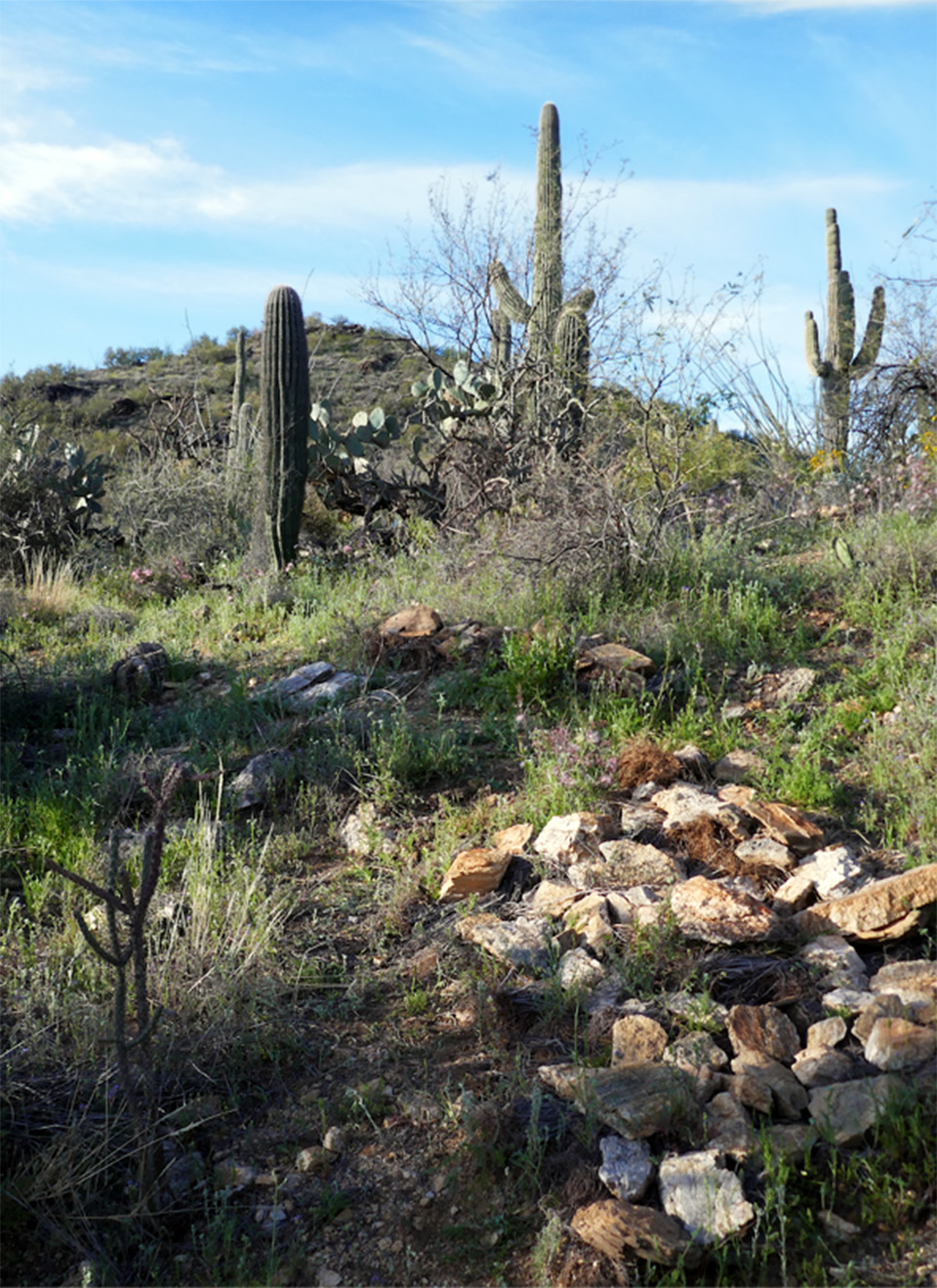 Vertical image showing a sloping hillside full of desert vegetation. In between the native cacti and brush is dense yellow buffelgrass (an invasive species).