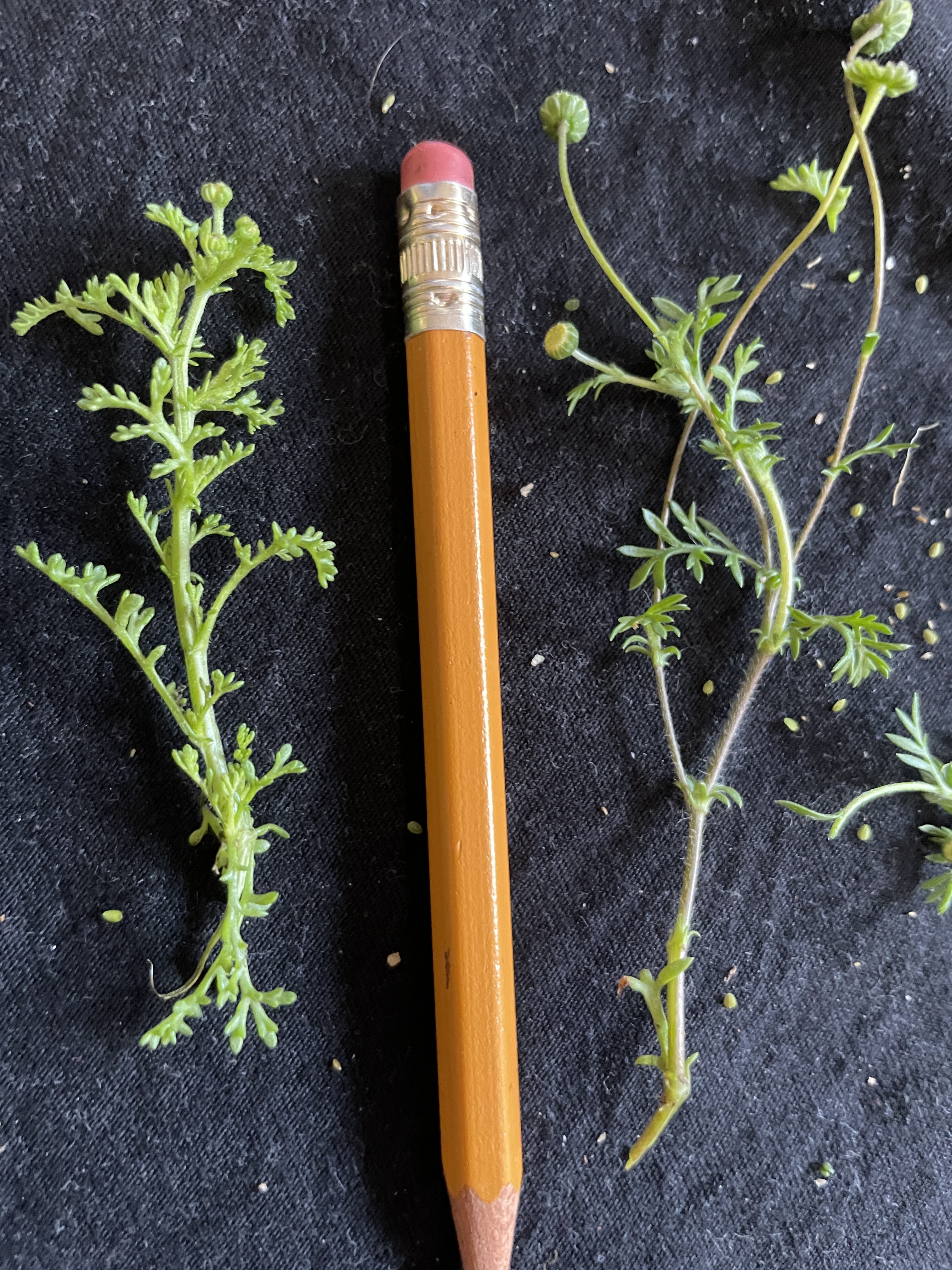 Close-up on a Stinknet plant next to a small ruler. Stinknet has thin green stems with feathery leaves, and yellow ball flowers.