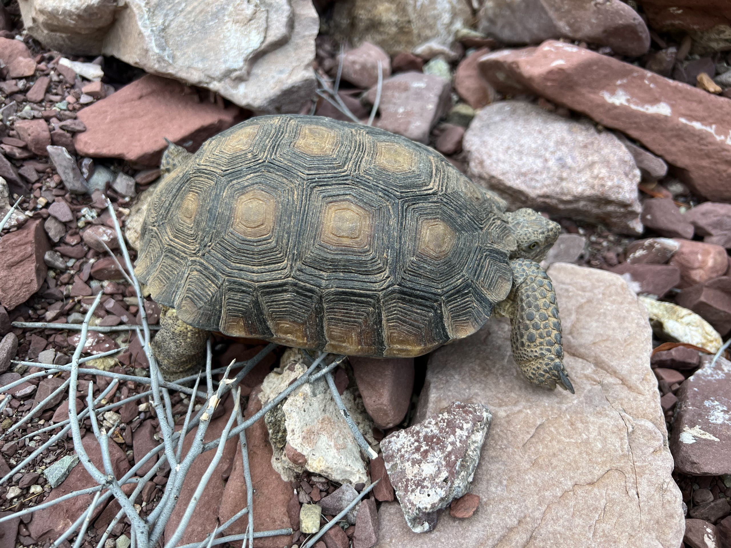 Close up on Sonoran Desert Tortoise. Head is sticking out of shell facing the left. The main focus is on the eye, looking just below the lens.