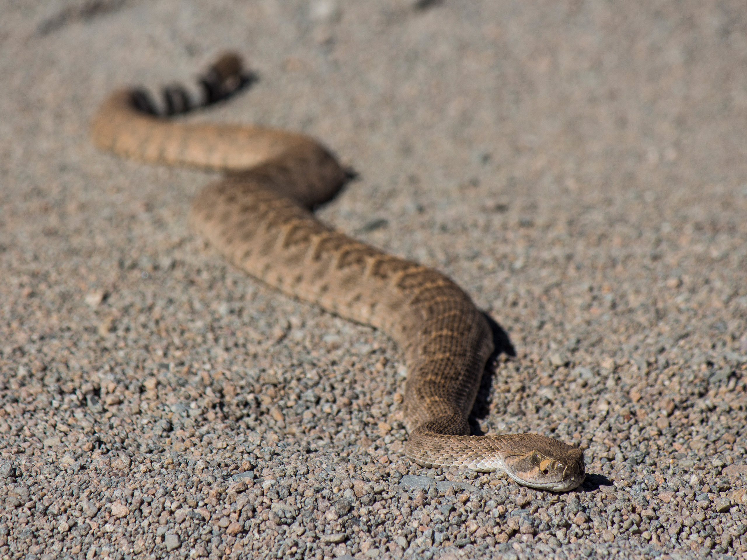 Laying diagonally from top left to bottom right is a tan and brown rattlesnake.