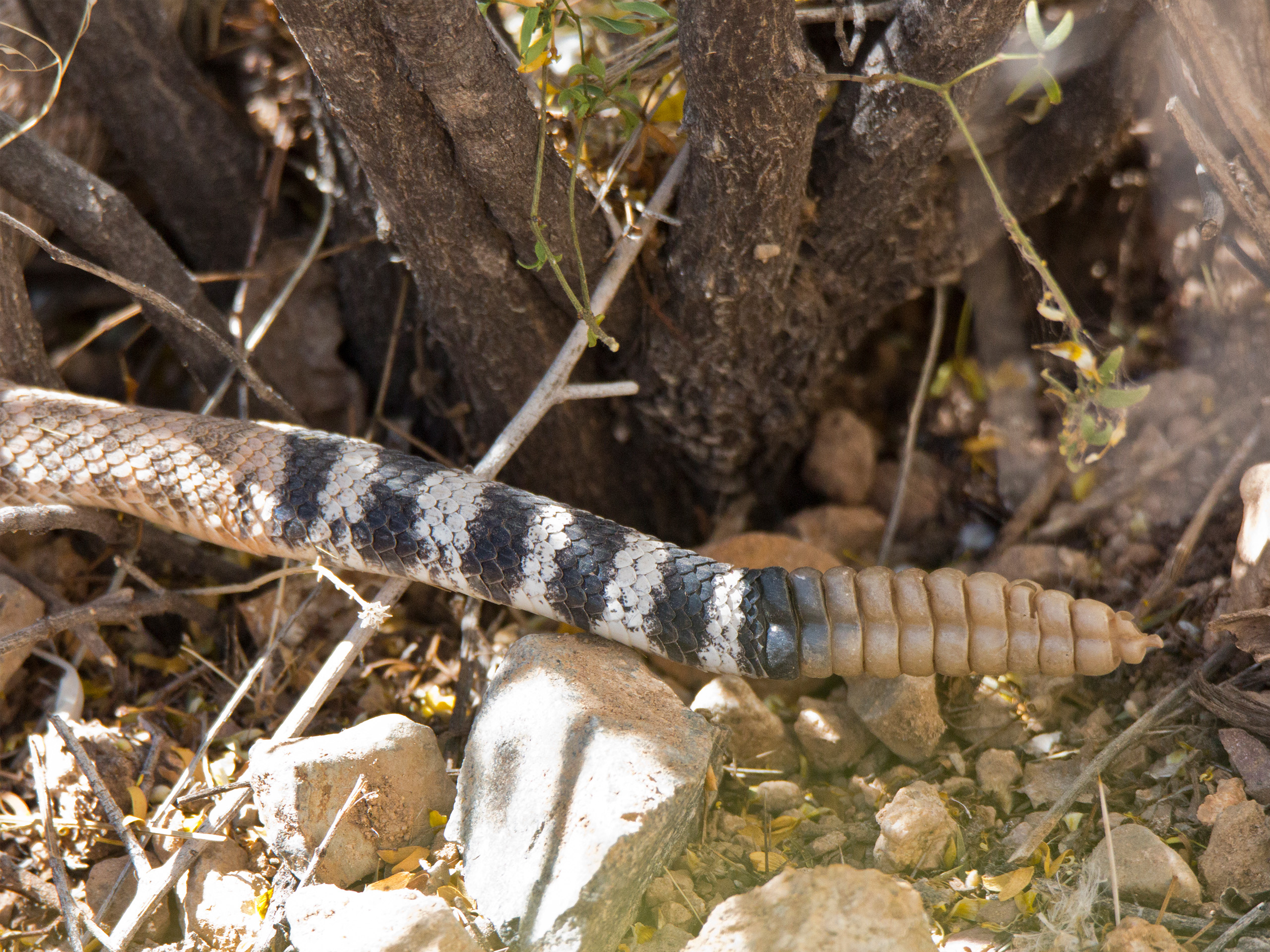 Laying diagonally from top left to bottom right is a tan and brown rattlesnake.