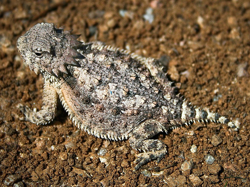 A small Horned Lizard takes up most of the image. Its head on the top left and tail in the bottom right. The head has a collar of spikes, it has a round pancake like body, and short stubby tail. Brown and grey spikes cover the body.