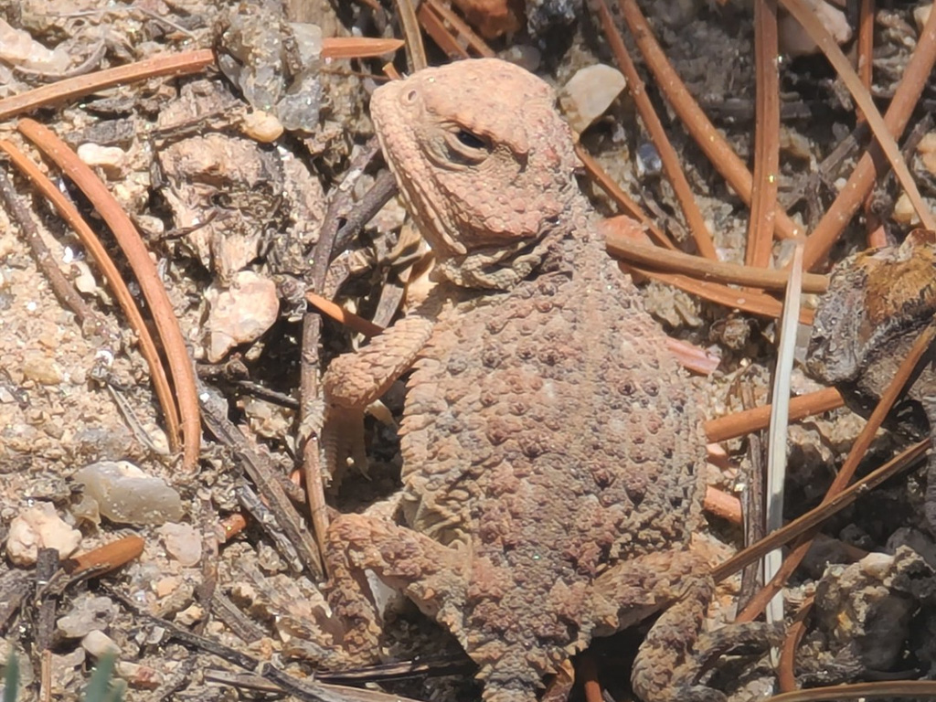 A small Horned Lizard takes up most of the image. Its head on the top left and tail in the bottom right. The head has a collar of spikes, it has a round pancake like body, and short stubby tail. Brown and grey spikes cover the body.